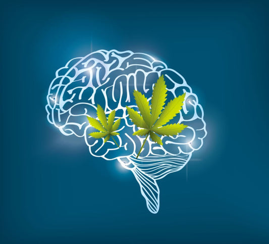 Does CBD Increase Your Dopamine Or Serotonin? from CBD Recipes.