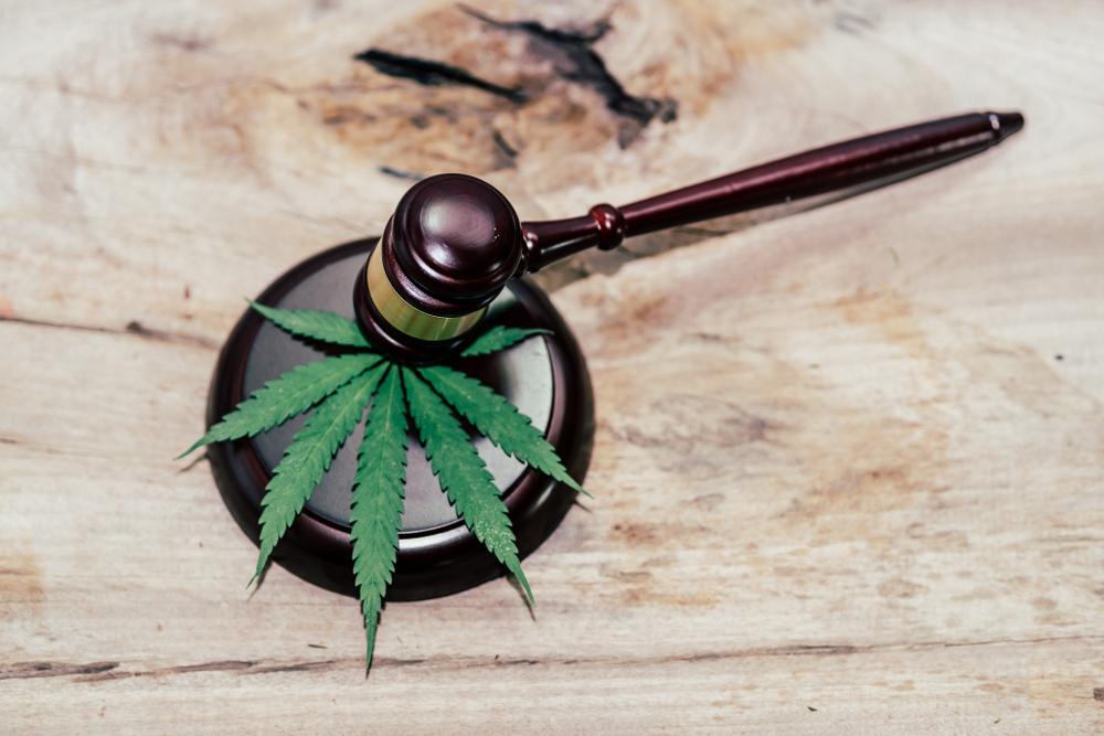 CBD, marijuana leaves and judging mallets