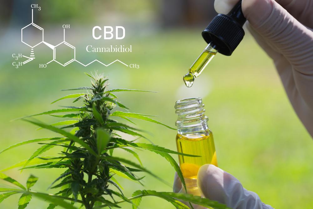 CBD elements in Cannabis, droplet dosing a biological and ecological hemp plant herbal pharmaceutical cbd oil from a jar.