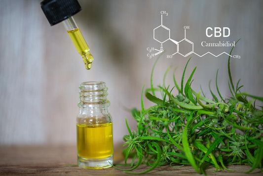 CBD elements in Cannabis, droplet dosing a biological and ecological hemp plant herbal pharmaceutical cbd oil from a jar.