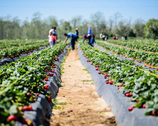 Strawberry picking has evolved into hemp flower picking in Maine for people to make their own hemp oil.